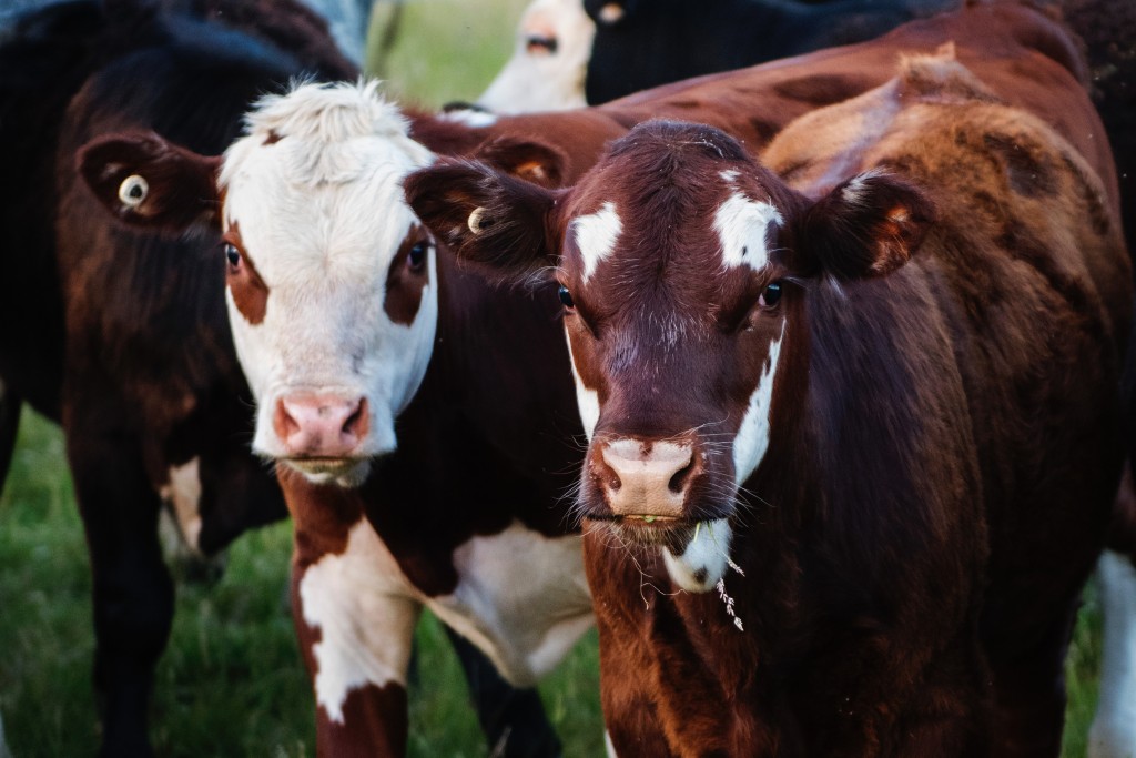 https://www.pexels.com/photo/two-cows-735968/